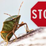 cimici e scritta stop in rosso su cartello