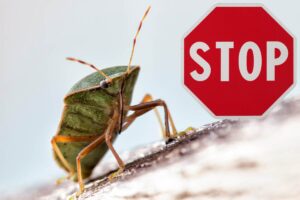 cimici e scritta stop in rosso su cartello