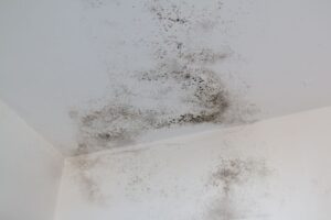 muffa sulle pareti di casa