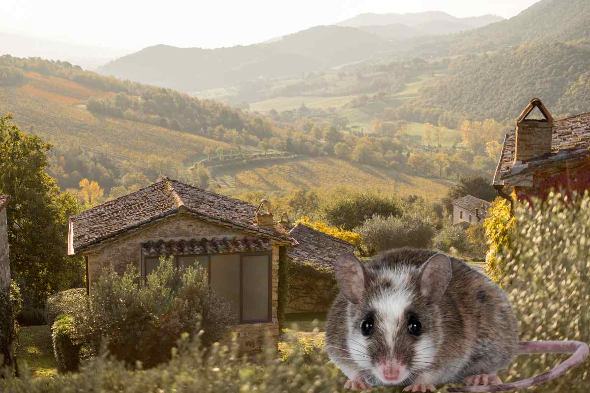 casa di campagna e topolino