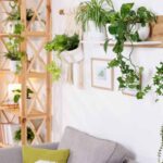 casa piena di piante