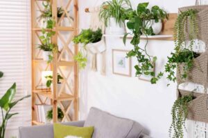 casa piena di piante