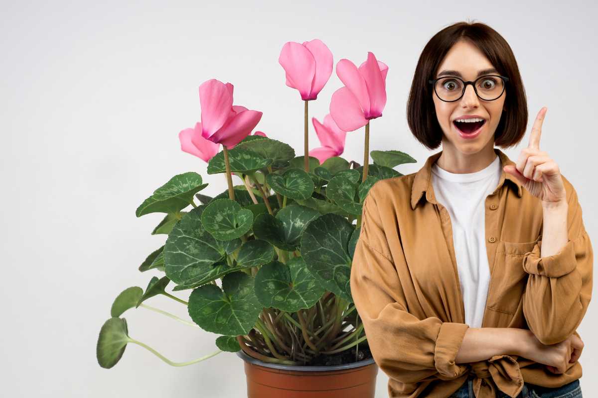 donna con idea e ciclamino rosa alle spalle