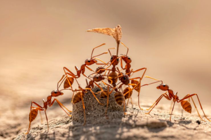 delle formiche insieme che portano qualcosa