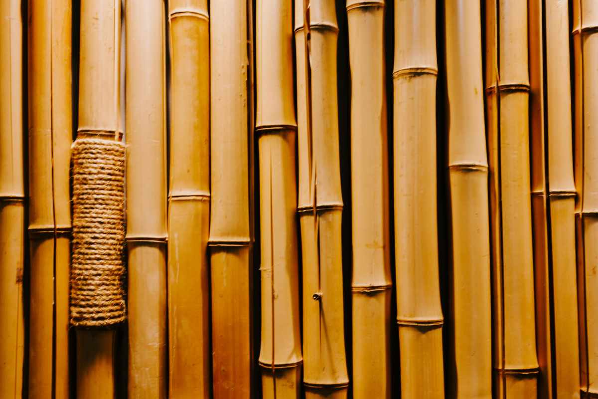 canne di bambù