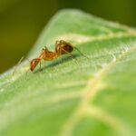 Una formica su una foglia di una pianta