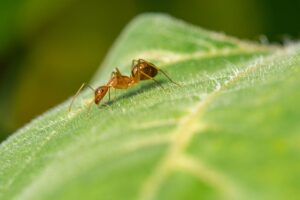 Una formica su una foglia di una pianta