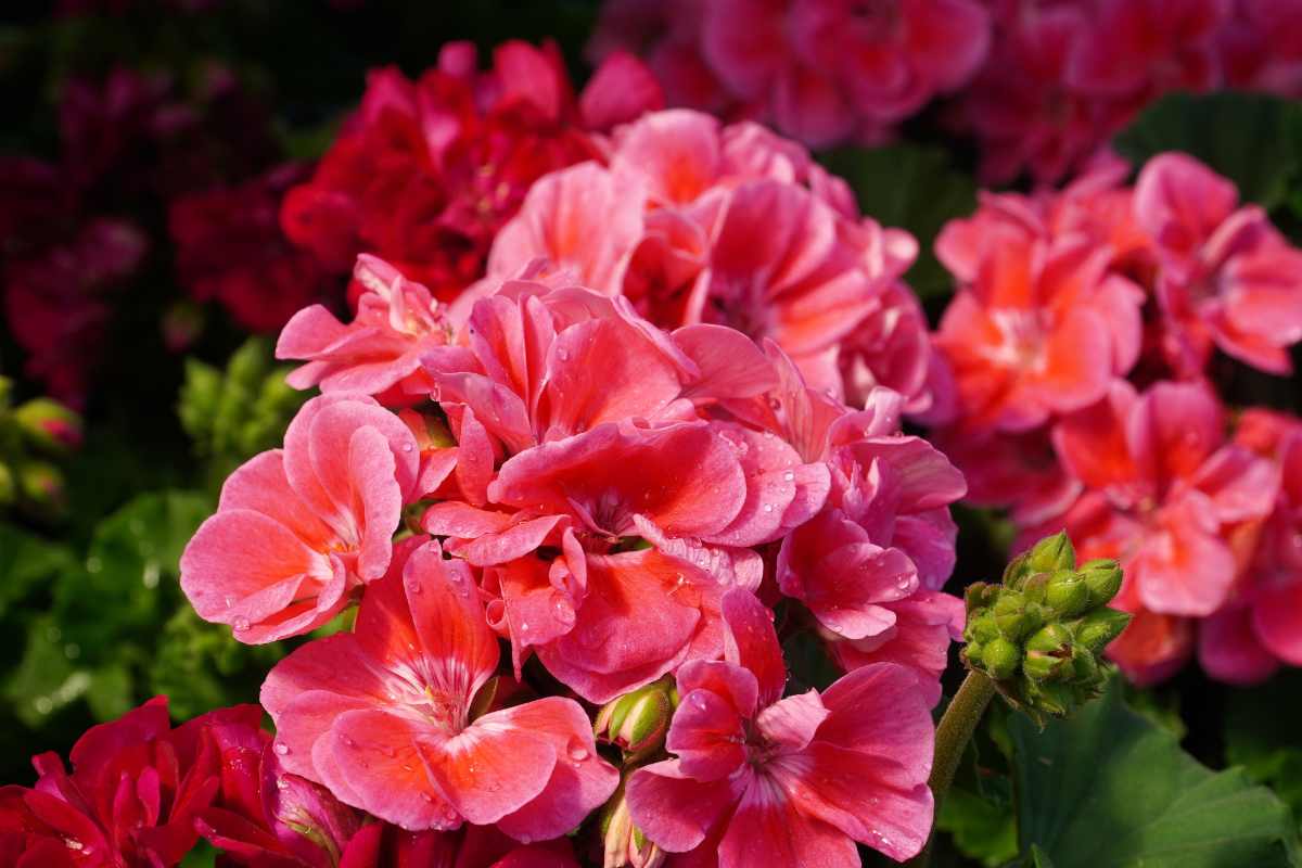 pianta di gerani rosa fiorita