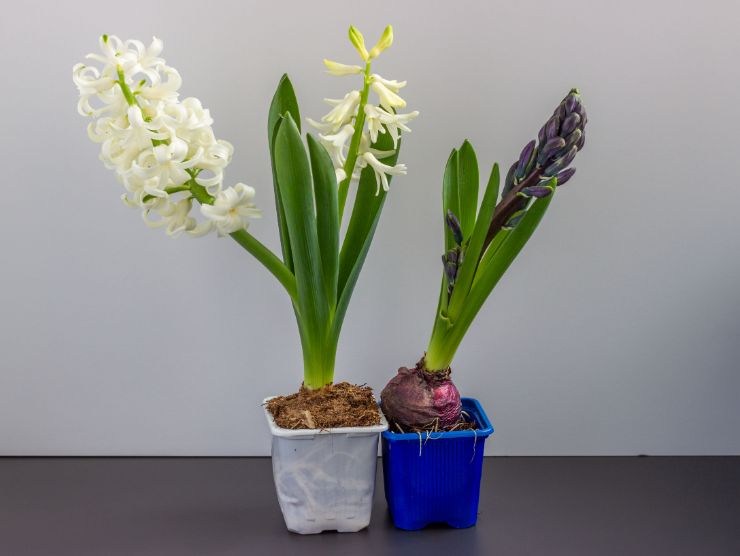 due piante di giacinto in vaso