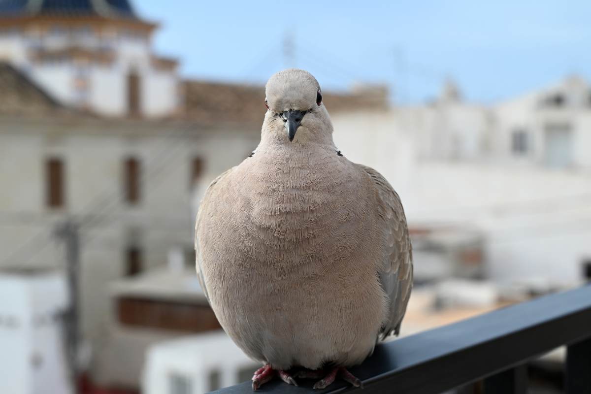 piccione sul balcone