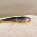 Una foto di un insetto di color argento