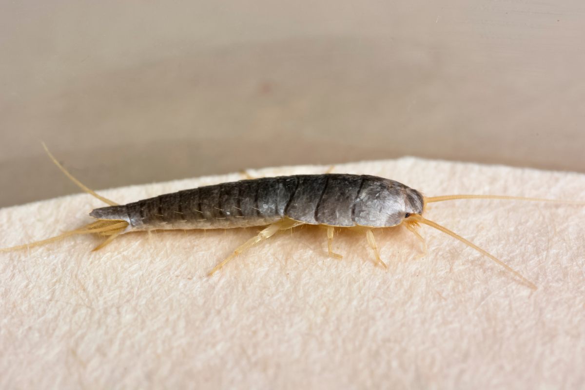 Una foto di un insetto di color argento