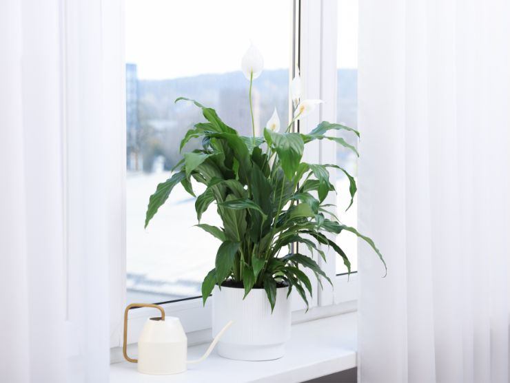 pianta Spatifillo sistemata su davanzale finestra