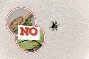 piccolo ragno su una parete bianca, pianta di rosmarino e alloro con scritta no