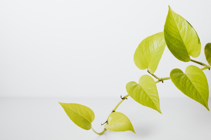 Delle foglie della pianta di pothos