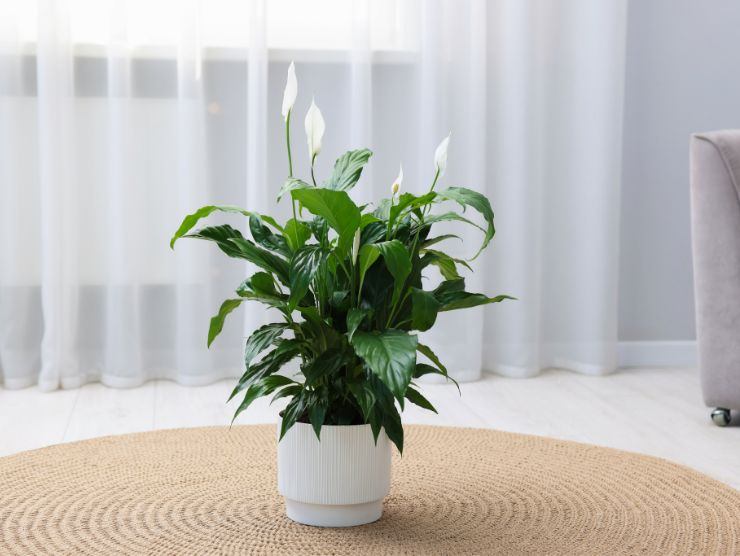 pianta giglio della pace