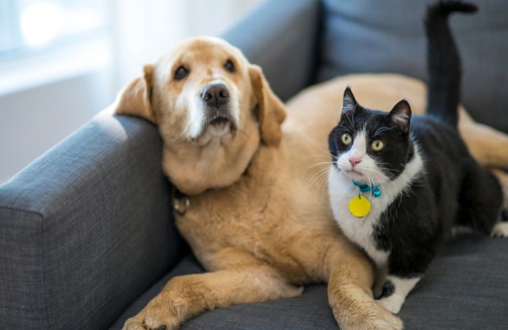 cane e gatto seduti sul divano
