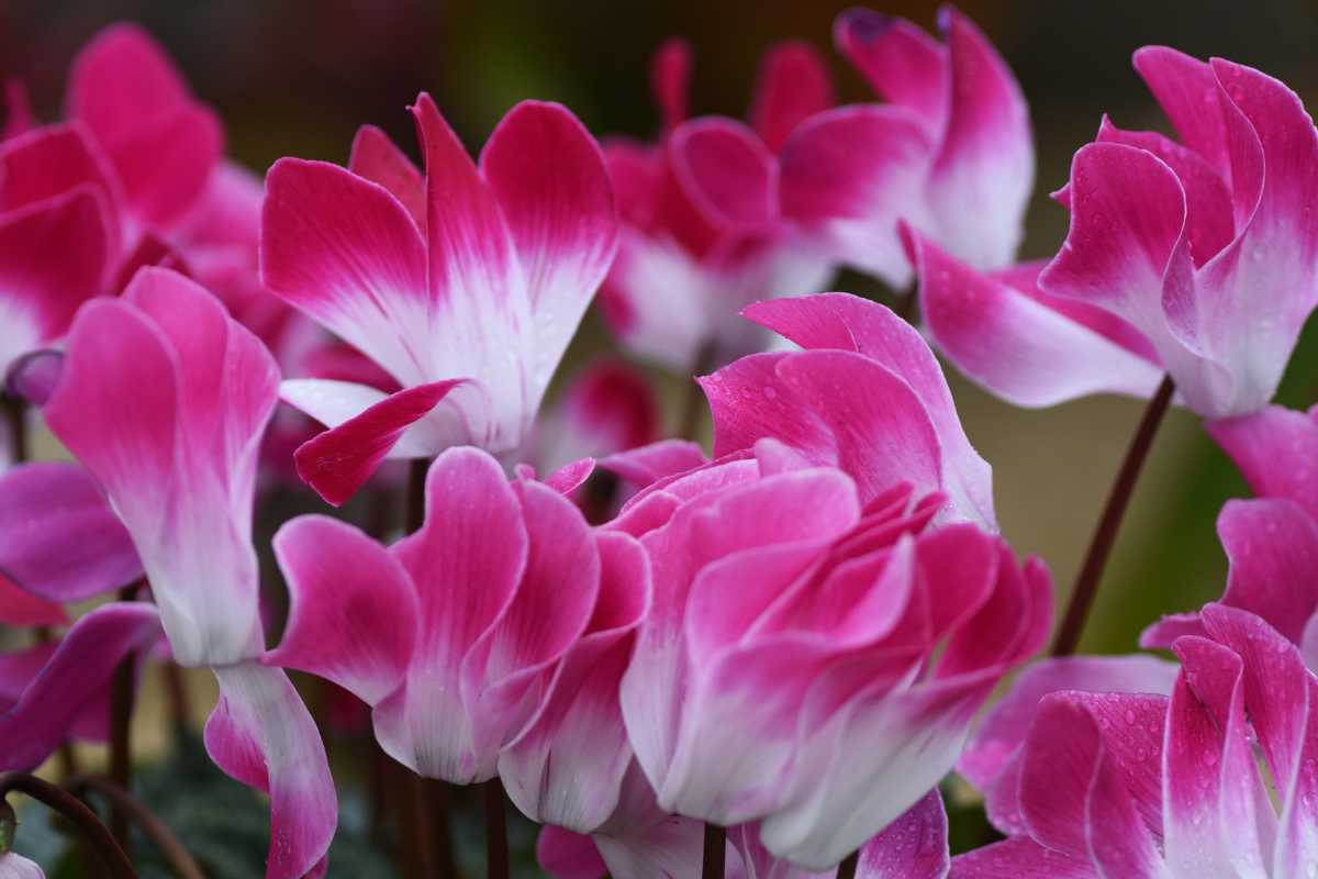 ciclamino rosa e bianco 