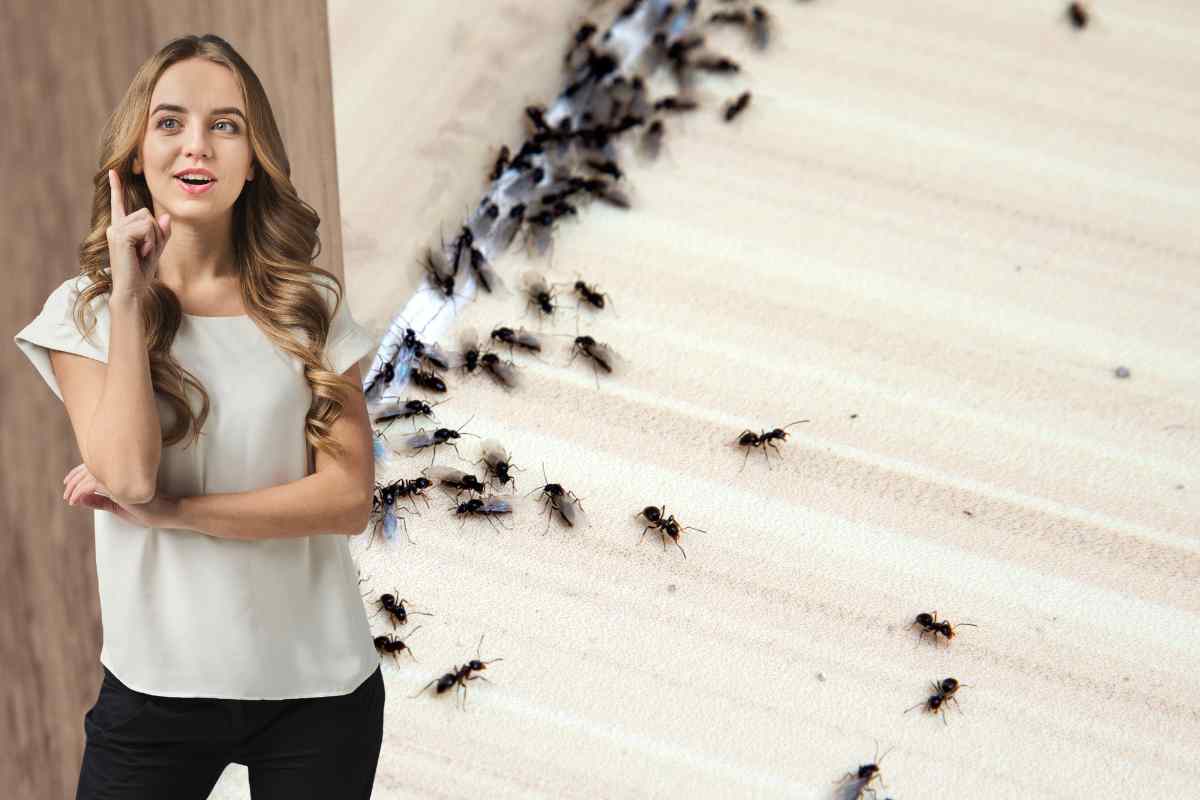 formiche e donna con idea