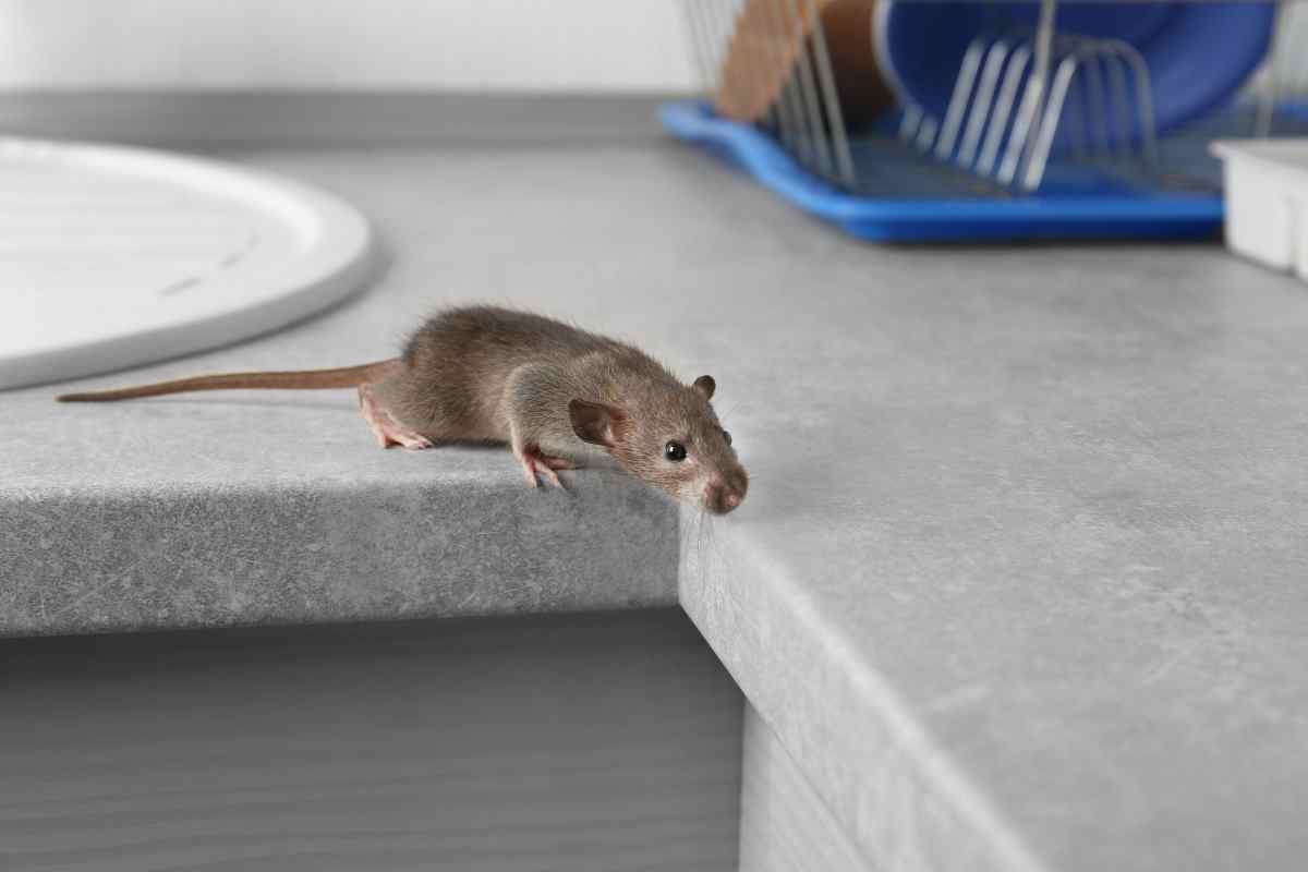 topolino su mensola cucina 