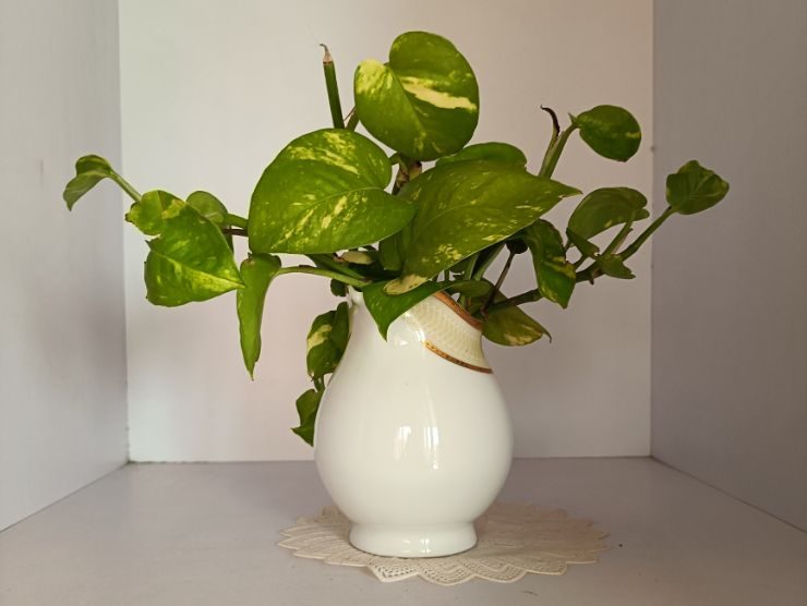 pianta pothos in vaso