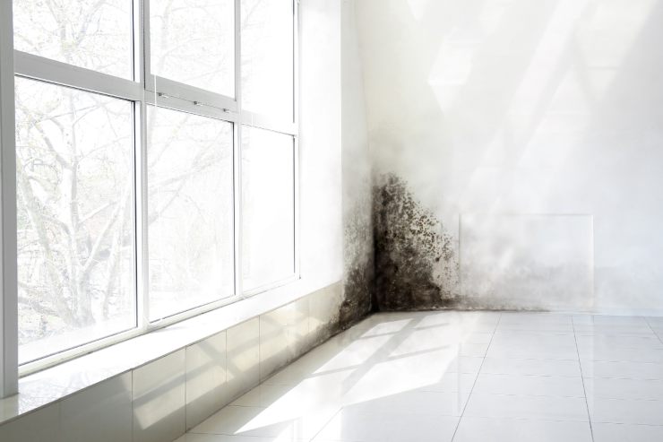 Della muffa che si accumula sulle pareti