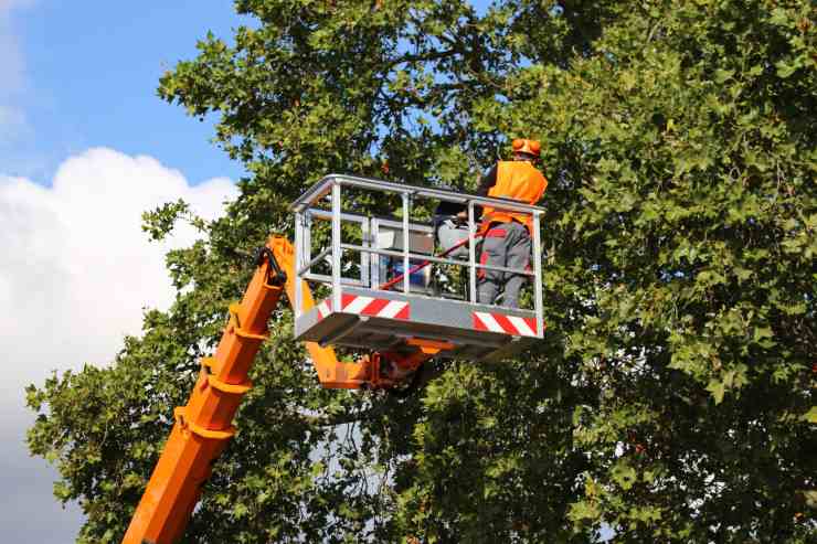 Un uomo che sta lavorando tagliando i rami di un albero ad di sopra di una gru