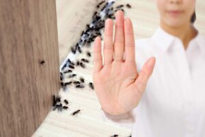 formiche in casa vicino al muro e donna che fa segno stop con la mano