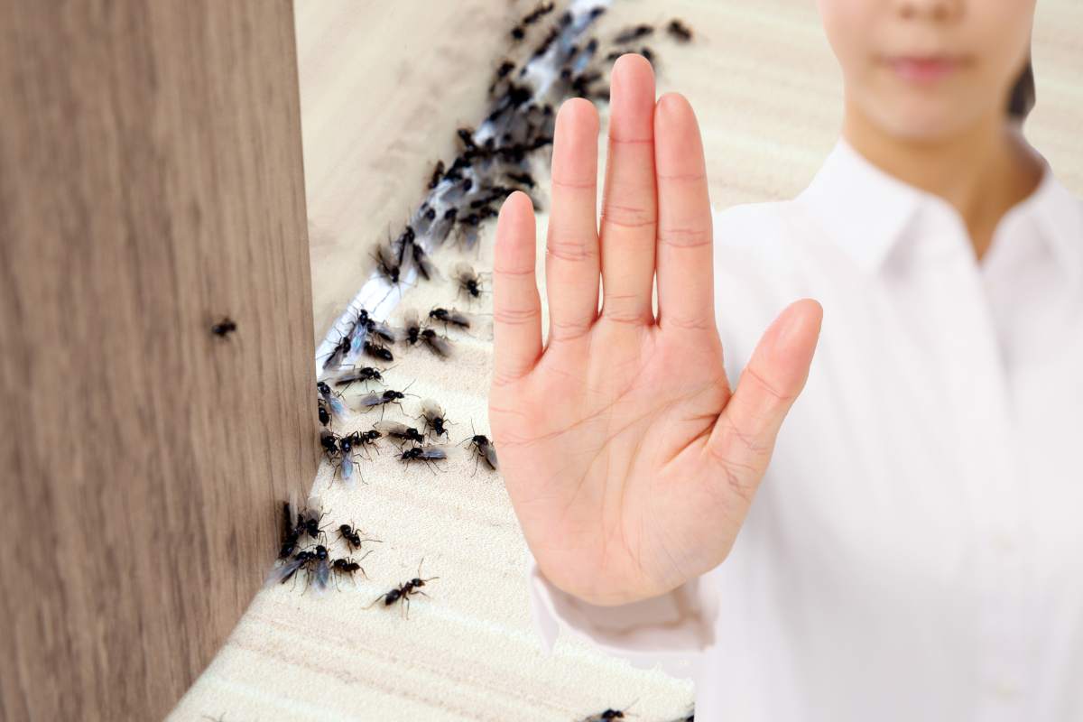 formiche in casa vicino al muro e donna che fa segno stop con la mano