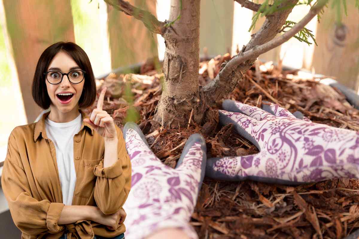 donna con idea e mani che sistemano albero con guanti