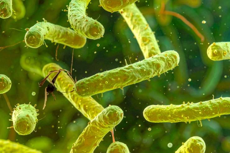 Una foto di diversi batteri