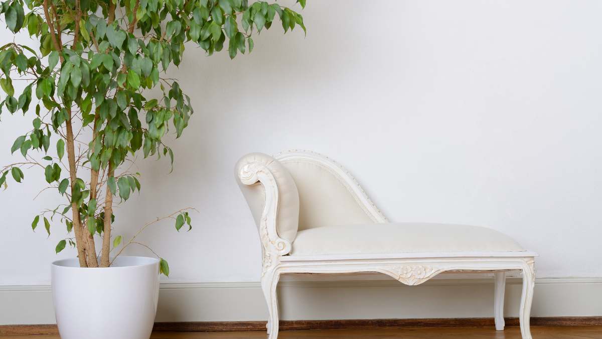 chaise longue bianca con vicino pianta