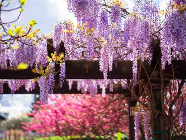 pergolato con fiori di lavanda