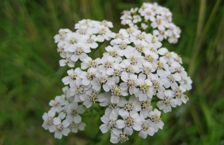 achillea in fiore