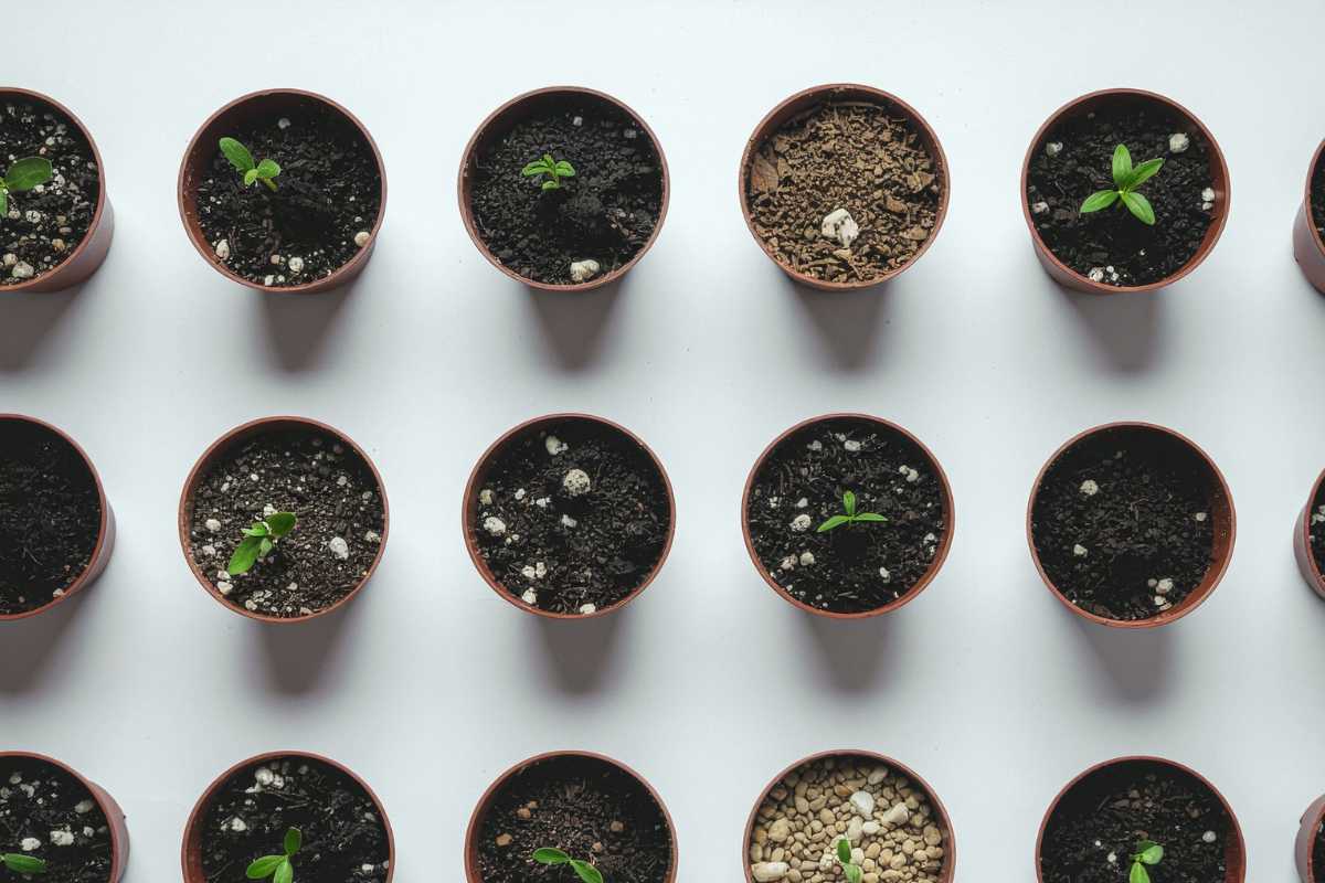 rotolini della carta igienica con dentro semi e piantine 