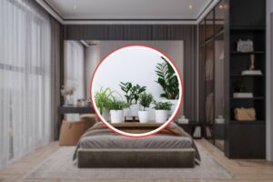 camera da letto e diverse tipologie di piante