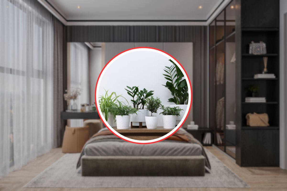 camera da letto e diverse tipologie di piante