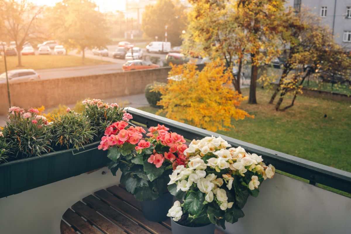 terrazzo con fiori e piante