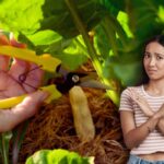 donna che pota una pianta e un'altra che fa stop con le mani