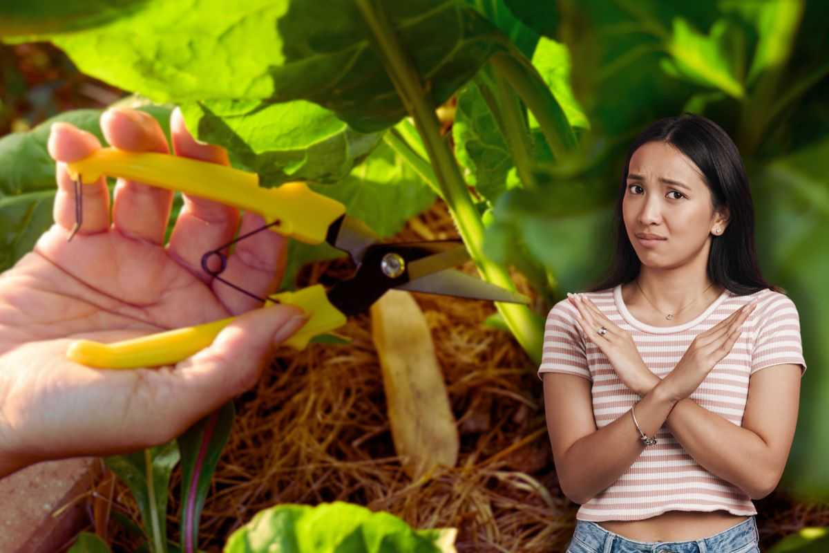 donna che pota una pianta e un'altra che fa stop con le mani