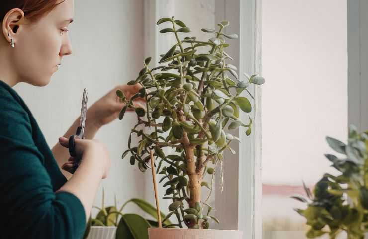 donna taglia fiori alla sua pianta