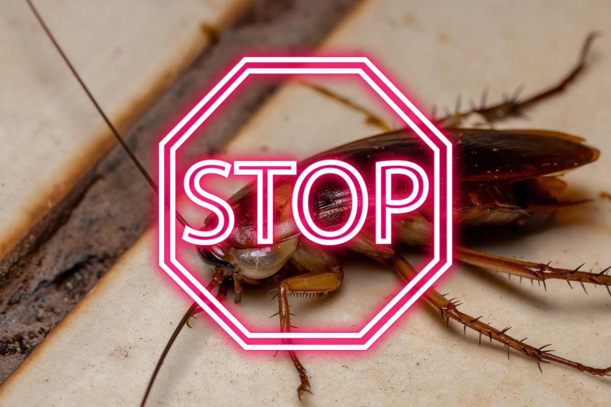 scarafaggio e scritta stop in rosso e bianco