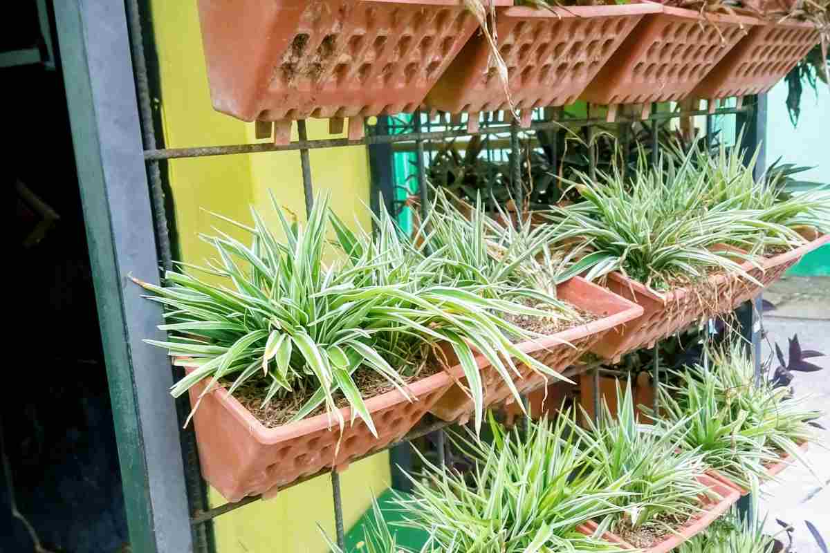 orto verticale con piante e vasi 