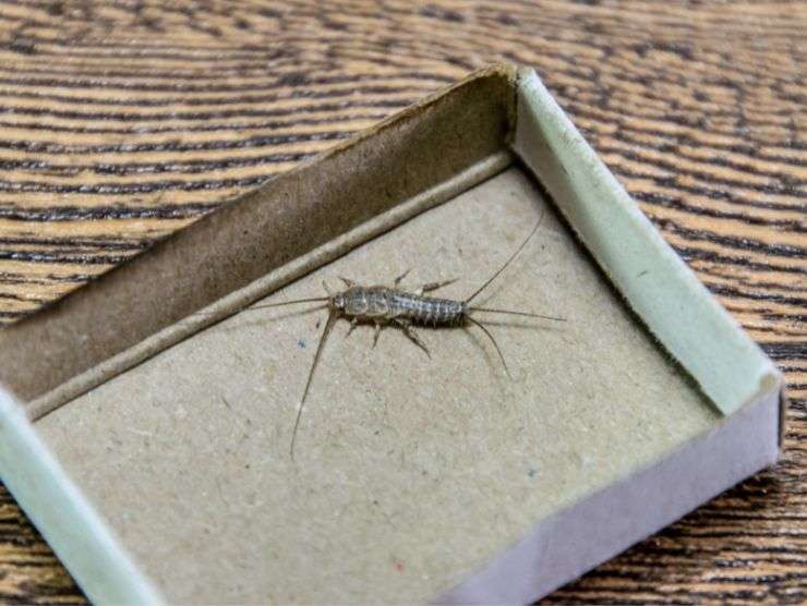 pesciolino d'argento