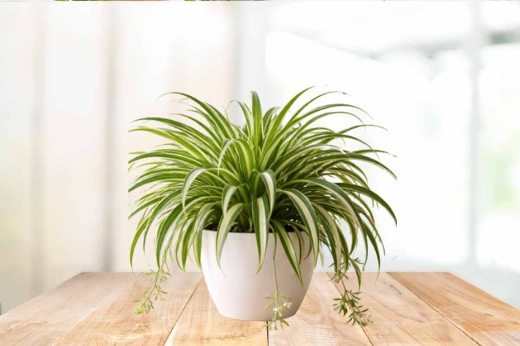 Una pianta di falangio poggiato su un tavolo