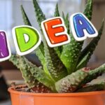 pianta di aloe e scritta idea colorata