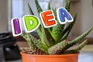 pianta di aloe e scritta idea colorata