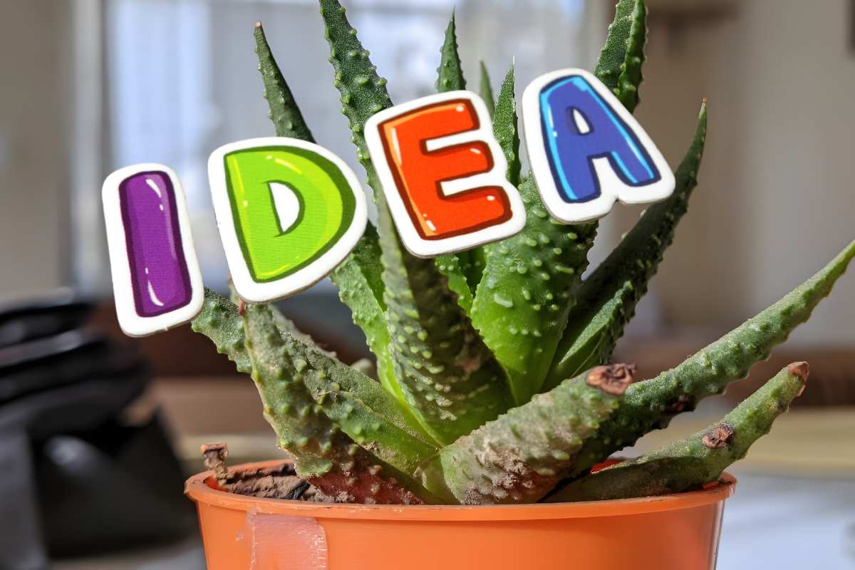 pianta di aloe e scritta idea colorata