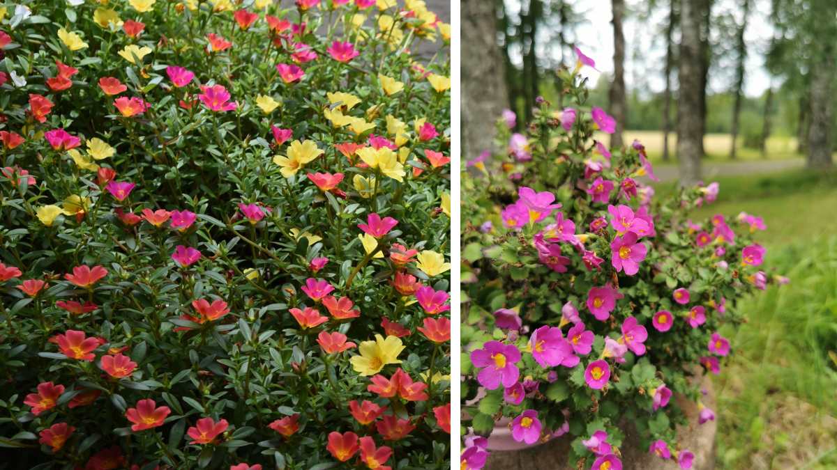 Diascia, il dettaglio che fa sembrare tutto più curato