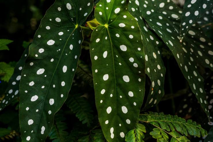 Una pianta di begonia con delle grandi foglie